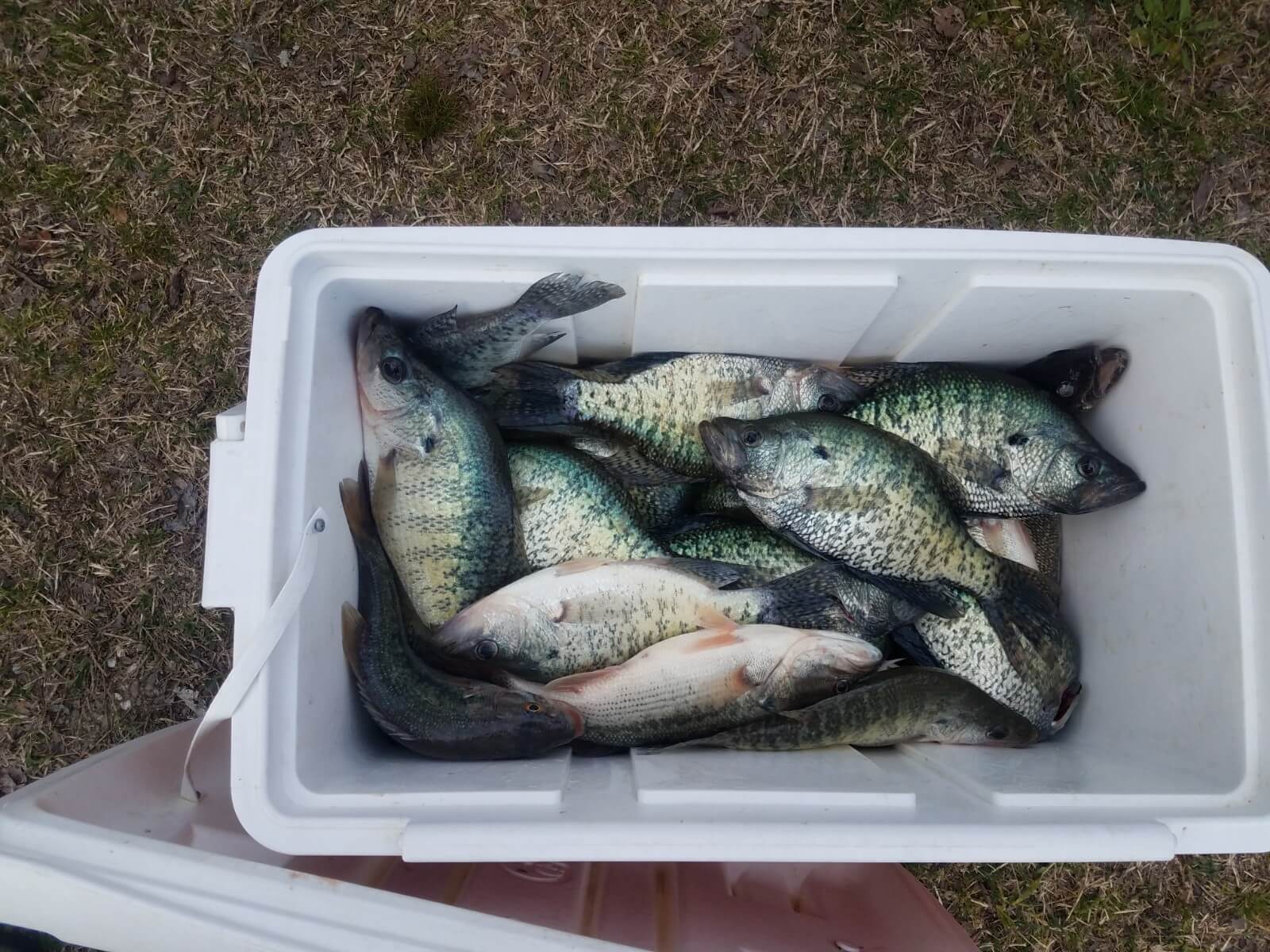 Broken Bow Lake Crappie